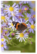 Aster - Help Your Yard Transition to Fall
