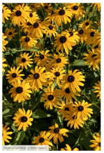 Black-Eyed Susan - Help Your Yard Transition to Fall