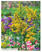 Goldenrod - Help Your Yard Transition to Fall