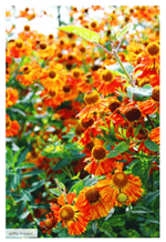 Helenium - Help Your Yard Transition to Fall