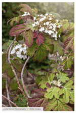 Oakleaf Hydrangeas - Help Your Yard Transition to Fall