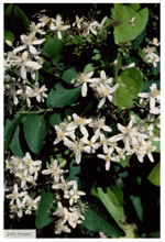 Sweet Autumn Clematis - Help Your Yard Transition to Fall